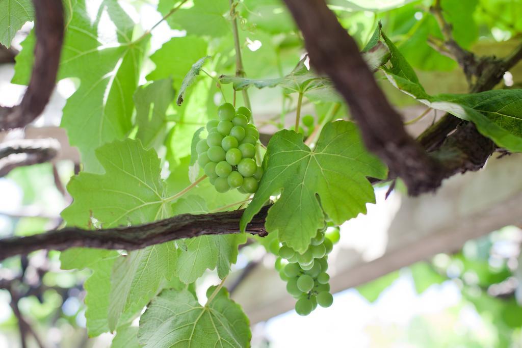 The Vineyard On Ballito Zewnętrze zdjęcie